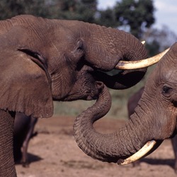 African Elephant Trunk Mouth