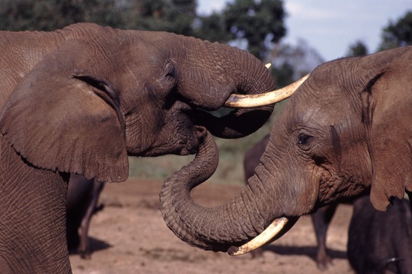 African Elephant Trunk Mouth