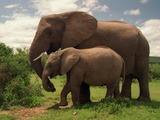 African Elephant Two_Elephants_in_Addo_Elephant_National_Park