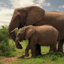 African Elephant Two_Elephants_in_Addo_Elephant_National_Park