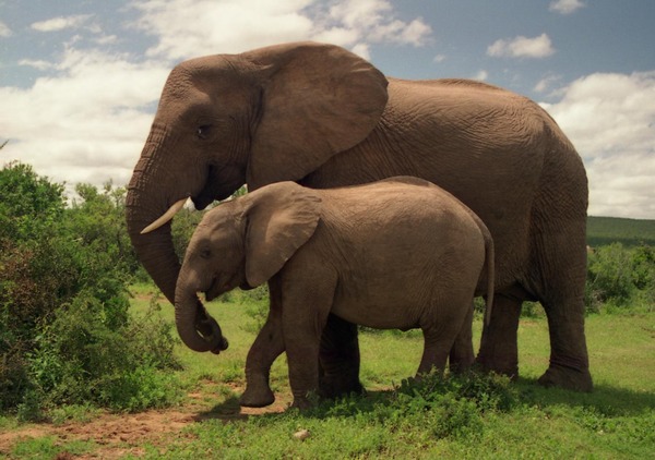 African Elephant Two_Elephants_in_Addo_Elephant_National_Park