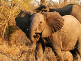 African Elephant Young_bull_elephant