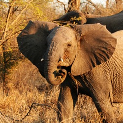 African Elephant Young_bull_elephant