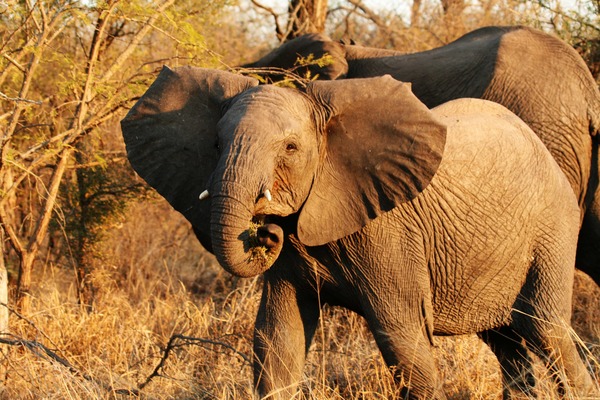 African Elephant Young_bull_elephant