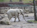 African Elephant Photo Gallery