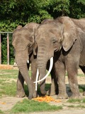 African Elephant couple Dzomba Rostock