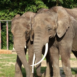 African Elephant couple Dzomba Rostock