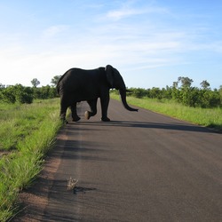 African Elephant crossing road Kruger National Park