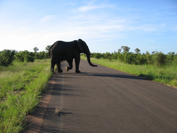 African Elephant crossing road Kruger National Park