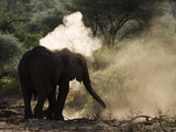 African Elephant dust bath Loxodonta africana