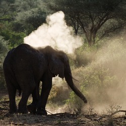 African Elephant dust bath Loxodonta africana