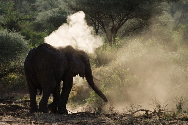 African Elephant dust bath Loxodonta africana