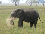 African Elephant dusting Loxodonta africana