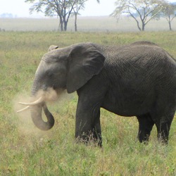 African Elephant dusting Loxodonta africana