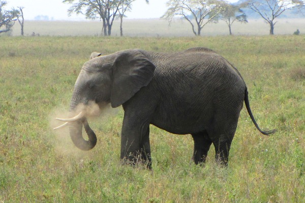 African Elephant dusting Loxodonta africana