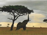 African Elephant reaching tree