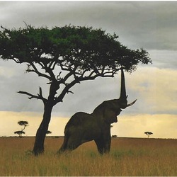 African Elephant reaching tree