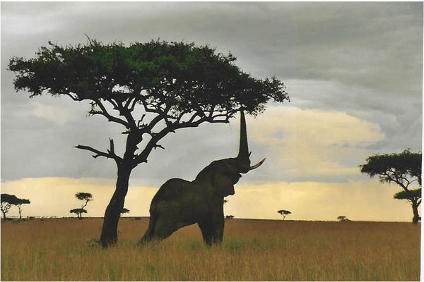 African Elephant reaching tree