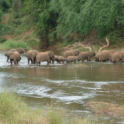 African Elephant river