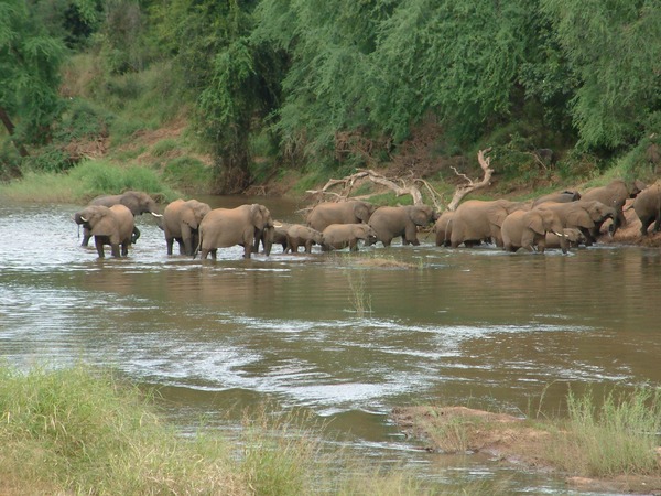African Elephant river