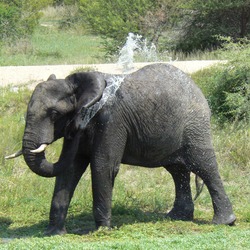 African Elephant wet shower