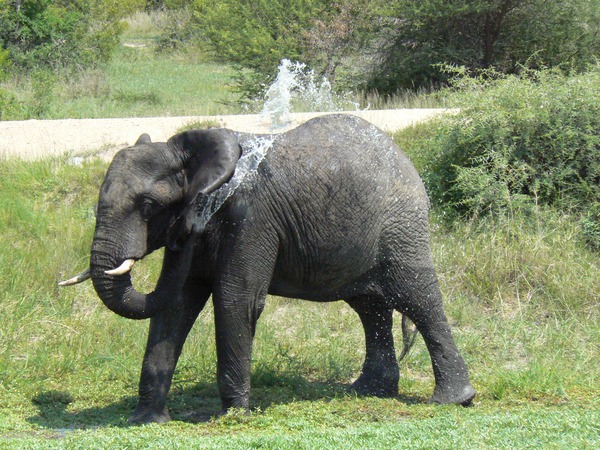 African Elephant wet shower