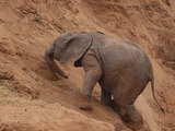 African Elephant young baby Uphill struggle