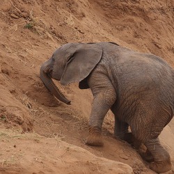 African Elephant young baby Uphill struggle