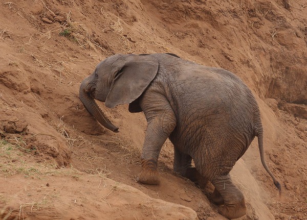 African Elephant young baby Uphill struggle
