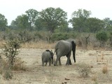 African Elephant young baby