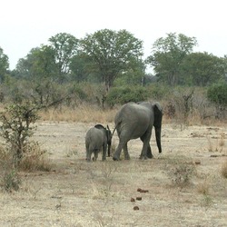 African Elephant young baby