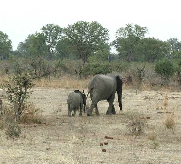 African Elephant young baby