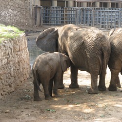 African Elephants zoo Loxodonta africana