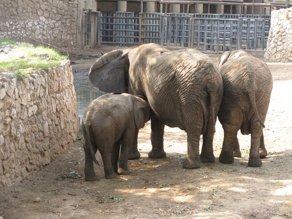 African Elephants zoo Loxodonta africana