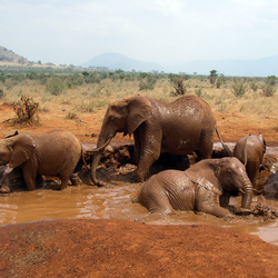 African_Bush_Elephant_mud_bath