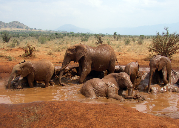 African_Bush_Elephant_mud_bath