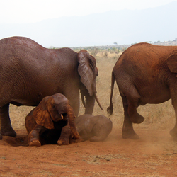 African_Bush_Elephants_in_Tsavo_East_National_Park