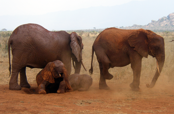 African_Bush_Elephants_in_Tsavo_East_National_Park