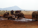 African_Bush_Elephants_mud_bath