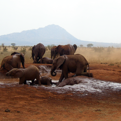 African_Bush_Elephants_mud_bath
