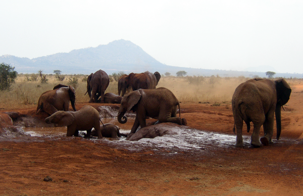 African_Bush_Elephants_mud_bath