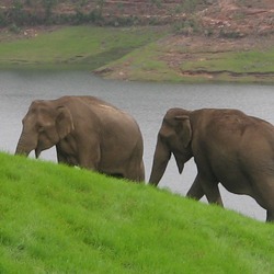 Asian Elephant Indian  mattupatty