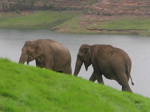 Asian Elephant Indian  mattupatty