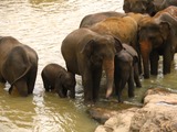 Asian Elephant Indian  orphanage Kandy sri Lanka