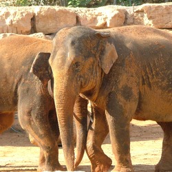 Asian Elephant Indian 2_Asian_Elephants