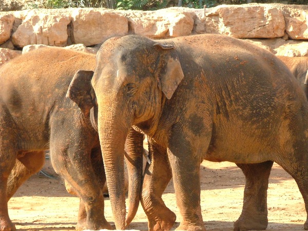 Asian Elephant Indian 2_Asian_Elephants