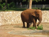 Asian Elephant Indian Asian_Elephant1