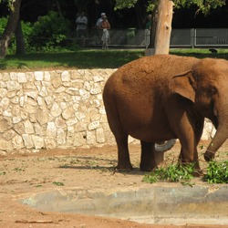 Asian Elephant Indian Asian_Elephant1