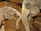 Asian Elephant Indian Asian_Elephant_and_Baby