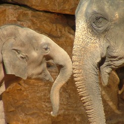 Asian Elephant Indian Asian_Elephant_and_Baby